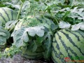 西瓜种植托起致富梦 ()