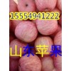 冷库红富士苹果清库处理
