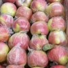 15269999198山东嘎啦苹果大量上市了