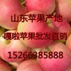 15266385888供应山东嘎啦、美八苹果