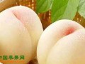 宁波象山：白桃走俏市场 ()