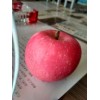 本人大量供应纸袋紅富士苹果