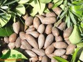 浙江松阳：香榧产业发展推进会顺利召开 ()
