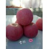 常年供应水晶红富士苹果