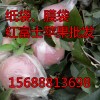 纸袋膜袋红富士苹果果园现货采摘
