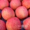 今日红富士苹果收购价格