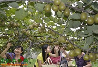江苏无锡：猕猴桃采摘欢乐多 ()