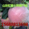 供应山东优质红富士苹果