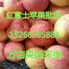 纸袋膜袋红富士苹果大量出售15266385888