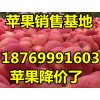 山东红富士苹果大量批发