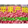 山东纸袋红富士苹果批发行情