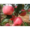 今日红富士苹果批发行情