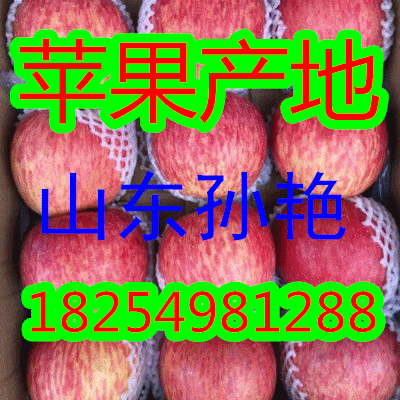 １８２５４９８１２８８山东红富士/纸袋膜袋/纸夹膜苹果产地