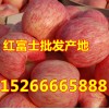 山东苹果价格批发15266665888