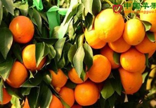 宁波象山：倾力打造柑橘特色小镇 ()