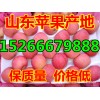 山东水晶红富士苹果批发价格