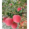 被人大量供应红富士