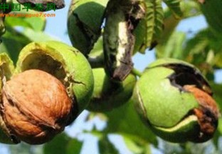 云南：核桃种植面积及产量居全国第一 ()