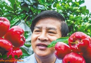 海南澄迈：千亩莲雾抢鲜上市 ()