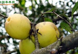 上海：热带木瓜引种成功 ()
