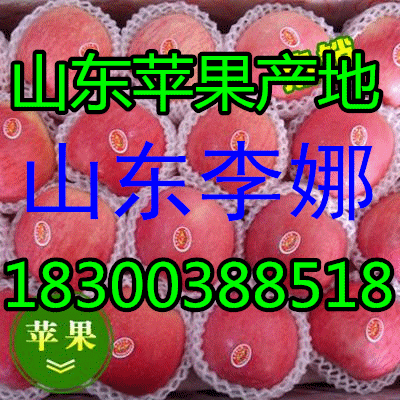 【18300388518】山东冷库红富士苹果产地