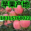红富士苹果