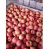 冷库纸袋红富士苹果大量供应