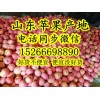红富士苹果批发价格