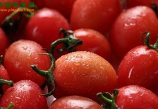 海南陵水：多措并举让圣女果更“红” ()