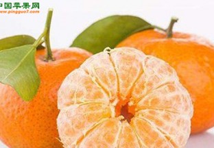 广西荔浦县：大力推进砂糖桔产业发展 ()