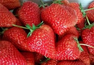 辽宁丹东：草莓开始上市 ()