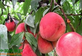 山东商河：多措并举发展映霜红桃产业 ()