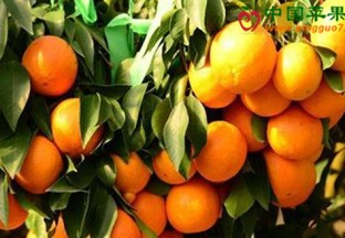 浙江象山：首届柑橘文化节开幕 ()