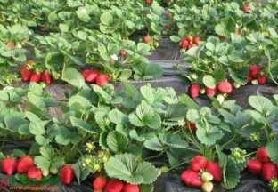 济宁泗水：圣水峪草莓旅游节开幕 ()