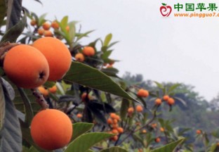 四川攀枝花：米易枇杷新鲜上市 ()