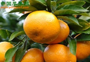 云南丽江：柑橘喜获丰收 ()