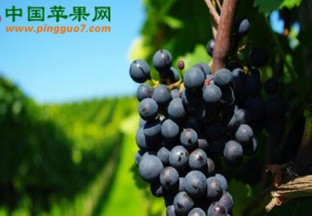 安徽合肥：新品种“早香葡萄”选育成功 ()