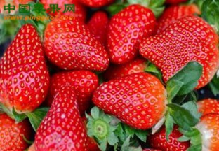 山东聊城：首届草莓采摘节开幕 ()