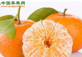 桂林荔浦砂糖桔今年产值达48亿元 ()