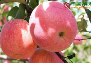 青岛平度举办苹果栽培技术培训 ()