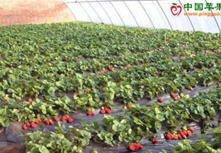 陕西西安：草莓成百姓致富新宠 ()