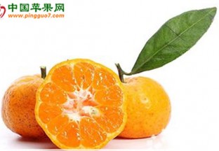 广西荔浦县：荔浦砂糖桔交易购销会成功召开 ()