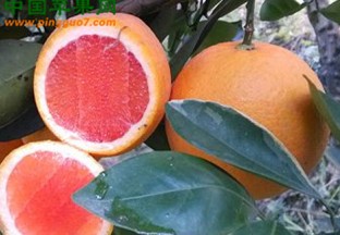 广东廉江：红橙有机肥替代化肥技术培训会召开 ()