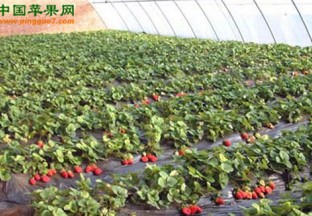 陕西西安：深冬草莓种植面积达1.2万亩 ()