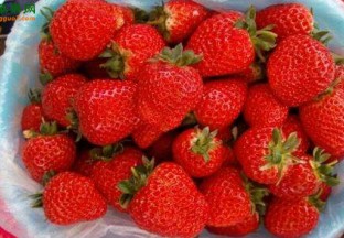 重庆武隆：大棚草莓销售火爆 ()