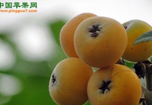 广西百色：大力推进枇杷产业发展 ()