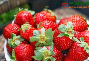 湖北枝江：草莓“采摘游”开幕 ()
