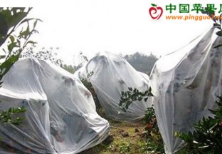 广西桂林：晚熟柑橘披上“外衣”防霜冻 ()