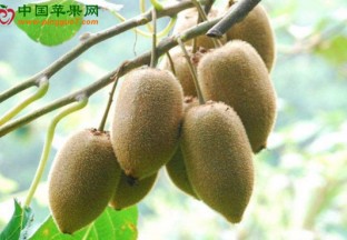 陕西勉县：猕猴桃化身致富果 ()