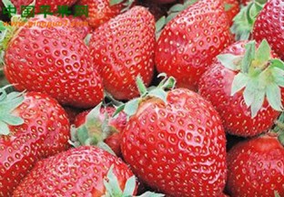 宁夏永宁：旅游采摘正当时 ()